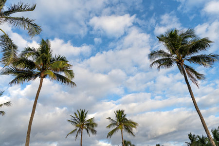 Palm tree of California. Tropical beach in Miami. Tropical outdoor scene with palm tree. Tropical summer vacation. Exotic nature. Palm tree. Summer vacation in Miami south beach. Swaying palm treeの写真素材