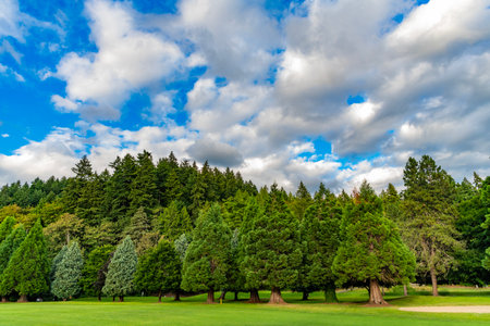 Summer landscape in cloudy day. Environment and ecology. Green forest with cypress tree park. Green landscape with tree. Nature landscape. Beautiful park landscape. Lush green forest parkの写真素材