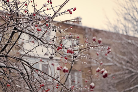 frosty berries outside. winter nature season with frosty rowan berries twig.