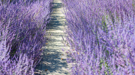 Blooming flower field. Field of lavender. Lavender flower in summer. France Provence field. Purple lavender bloom in nature. Composition of nature. Summer blooming flower. Blooming lavender fieldの写真素材