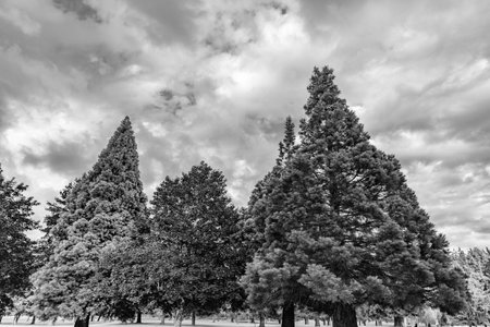 Forest in summer nature. Forest environment. Green nature. Tree growing in park. Nature landscape. Landscape with forest or park in summer. Evergreen nature. Meadow in wood forest. Natural diversityの写真素材
