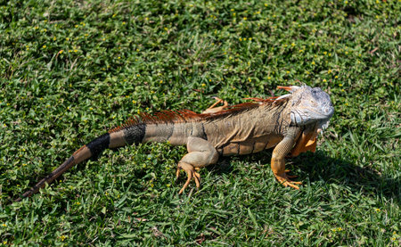 Iguana lizard in tropical jungle. Wild iguana lizard. Exotic iguana reptile. Exotic reptile animal. Wildlife fauna. Reptile animal in nature. Wildlife zoo in jungle. Tropical iguana habitatの写真素材