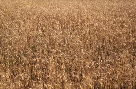 Barley grain harvest. Crop harvest in summer. Agriculture field with ripe wheat harvest. Countryside...