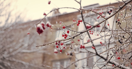 winter nature season with frosty rowan, copy space. winter nature with frosty rowan berries.