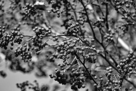 rowan tree with red berry rowanberry backgroundの写真素材
