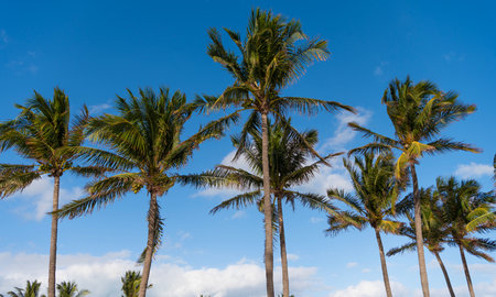 Palm tree. Summer vacation in Miami south beach, Florida. Palm tree of California. Tropical beach in...