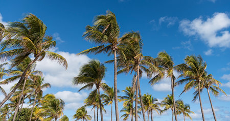 Palm tree in hurricane weather. Tropical beach in Miami. Tropical windy weather with palm tree....