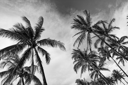 Palm tree of California at tropical beach in Miami on summer vacationの写真素材