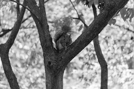 Autumn scene with Sciurus rodent animal. Wildlife nature. Gray squirrel in forest. Eastern gray...