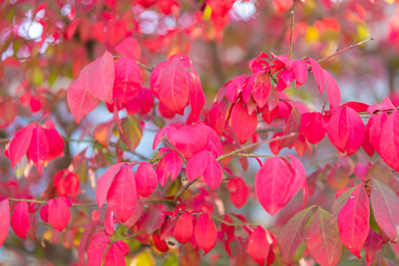 Autumnal red leaves. Seasonal red leaves on tree. Natural autumn leaves. Autumn beauty of nature. Fall season nature. Fall leaves on tree. Nice mood day. Autumn tree branch. Nature in fall seasonの写真素材