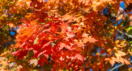 Nature in autumn. Fall weather outdoor. Leaves in autumn nature forest. Fallen leaves. Sunny day....