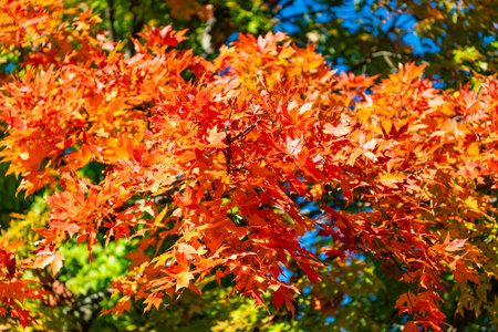 Natural fallen leaves. Autumnal leaves on tree. Autumnal season nature. Bright color fall. Mood of...