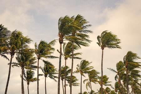 Strong wind. Exotic nature. Palm tree on windy weather. Hurricane in Miami south beach, Florida. Palm tree in hurricane weather. Wind blowing in Miami. Tropical windy weather with palm treeの写真素材