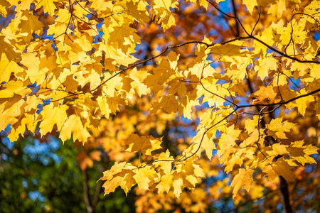 Autumnal sunny day. Seasonal leaves on tree. Natural autumn leaves. Autumn beauty of nature. Fall...