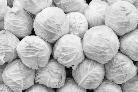 Green cabbage background. Green grocery vegetable in food market. Organic food. Harvest and farming. Organic vegetable cabbage. Background of organic cabbage. Eco vegetableの写真素材