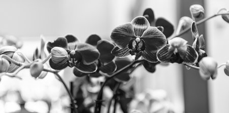 Floral nature. Orchid flower. Flowering nature. Floral macro photography. Flora and nature closeup. Orchid flower. Blossoming beautyの写真素材