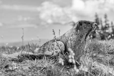 Rodent animal family. Wildlife nature. Woodchuck. Wild marmot in nature. Marmot or capybara outdoor. Wild animal in nature. Capybara from the squirrel family. Cavy rodent animal faunaの写真素材