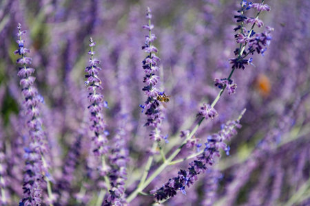 Composition of nature. Summer blooming flower. Blooming flower field. Field of lavender. Lavender...