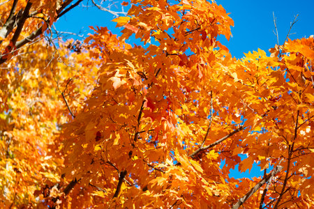 Autumn beauty of nature. Fall season nature. Fall leaves of tree. Autumn tree. Nature in fall...