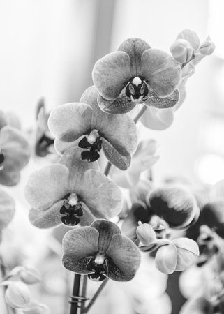 Orchid flower. Flowering nature. Flowering plants. Floral macro photography. Flora and nature closeup. Floral natureの写真素材