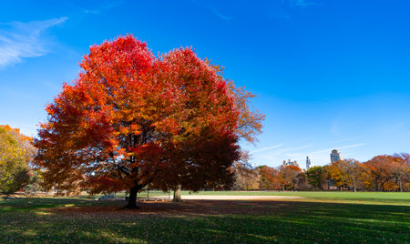 Tree with autumn leaves in nature. Fall forest or park in autumnal season. Autumn tree in Central park. Fall nature landscape. Seasonal fall landscape. Park nature. Autumn landscape. Copy spaceの写真素材
