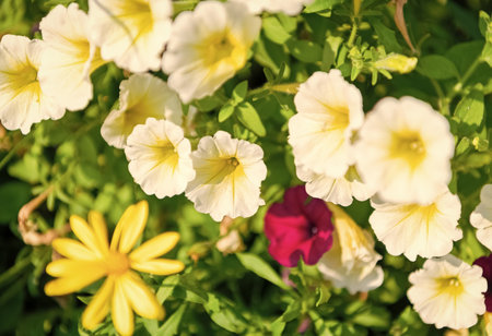 Flower of petunia. Flowering background. Petunia blossom. Vivid petunia garden flower growing. Petunia flower in nature. Summer nature. Vivid inflorescences of flowering plant. Fresh scentの写真素材