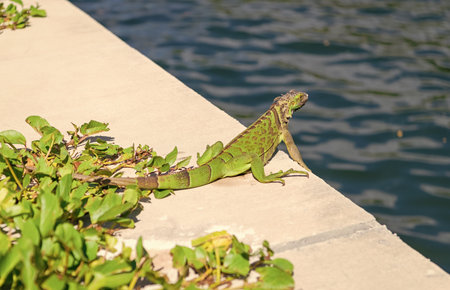 Iguana lizard on pier. Exotic iguana reptile. Exotic reptile animal. Wildlife fauna. Wild iguana lizardの写真素材