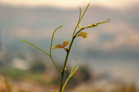 Nature in spring. Vine or grape vine in macro. Grapevine green leaf on bunch. Green young leaf of vine in spring nature with bright leaves, green environmentの写真素材