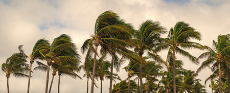 Palm tree on windy weather. Hurricane in Miami south beach, Florida. Palm tree in hurricane weather. Tropical beach in Miami. Tropical windy weather with palm tree. Strong wind. Exotic natureの写真素材