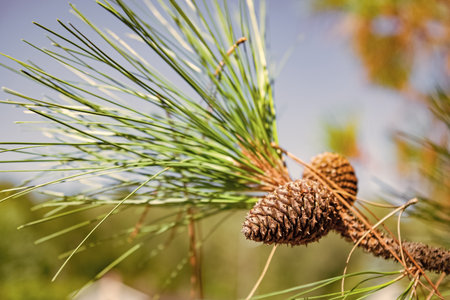 Christmas tree branch and cone. Xmas spruce. Green fir pine twig. Pine cone on branch with needle. Pine tree branch. Needle of a coniferous tree. Pine pollen. Needle of Christmas tree.の写真素材