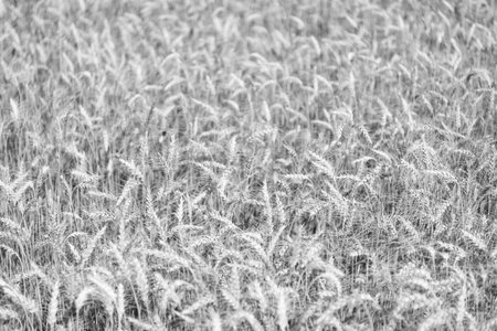 Harvesting at crop field. Ripe barley agriculture. Harvest at field. Crop harvest. Harvesting corn in autumn. Agricultural wheat field during harvest time. Countryside cropの写真素材