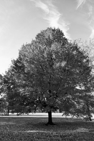 Seasonal fall landscape. Park nature. Autumn landscape. Tree with autumn leaves in nature. Fall...