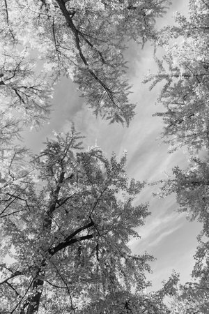 Tree top in autumn. Tree in the fall forest. Beauty of nature. Autumn background landscape. Yellow color foliage in fall forest. Autumn nature scene. Forest tree top. Sweater weatherの写真素材