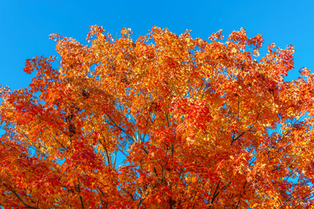 Nature in fall season. Autumnal sunny day. Seasonal leaves on tree. Autumn leaves. Natural autumn...