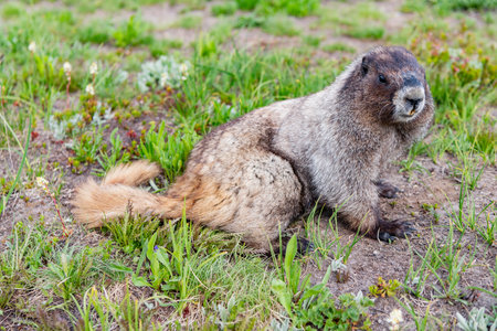Groundhog on lawn. Rodent animal woodchuck. Rodent marmot animal. Wildlife nature. Marmot wild groundhog. Woodchuck rodent.の写真素材