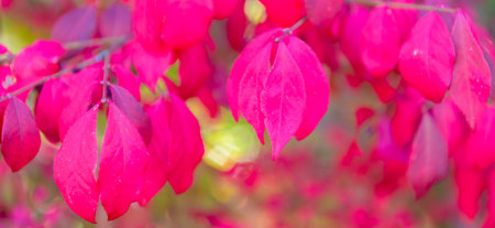 Natural autumn leaves. Autumn beauty of nature. Fall season nature. Fall leaves on tree. School...