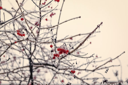 winter nature with frosty rowan berries. winter frosty rowan berries in nature. selective focus.の写真素材