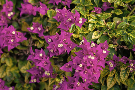 Bright blooming bougainvillea flower in nature. Flower plant. Flowering nature background. Macro of...