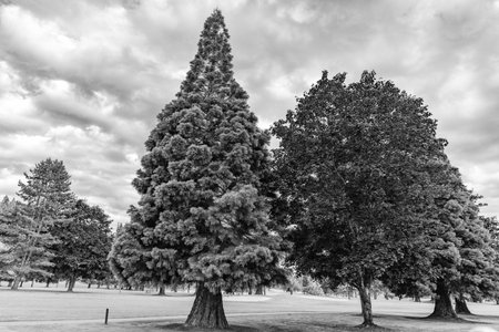 Mixed tree growing in park. Nature landscape. Landscape with forest or park in summer. Evergreen...