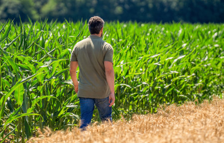 Faming and agriculture. Farmer man in cornfield. Harvest crop. Cornfield farmer. Agricultural...