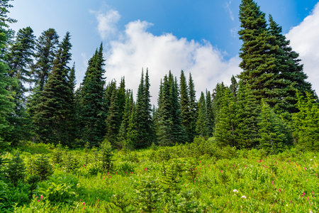 Nature of mixed forest. Landscape of meadow at park. Summer park zone nature. Scenic landscape of...