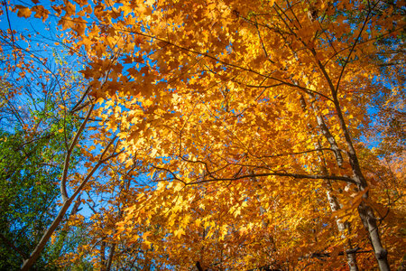 Fall season colors. Nature in autumn. Fall weather outdoor. Leaves in autumn nature forest. Fallen...