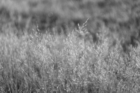 Field in countryside. Autumn or fall natural field. Countryside nature with dry grassy plant. Summer...