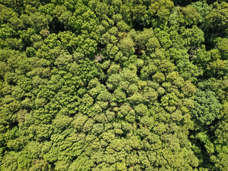 Jungle nature background. Tree growing in lush forest. Nature landscape. Landscape forest in spring....