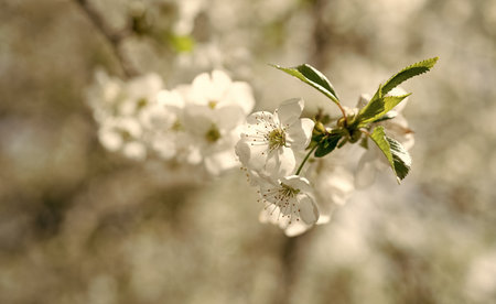spring blossom flower. spring flower blossom. spring blossom flower on branch.