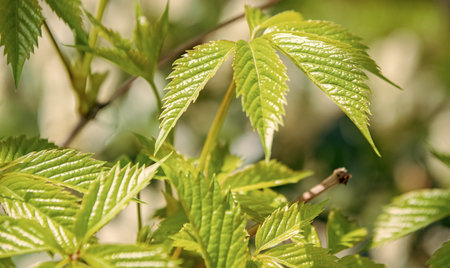 Green young leaf of vine in spring nature with bright leaves, green environment. Nature in spring....