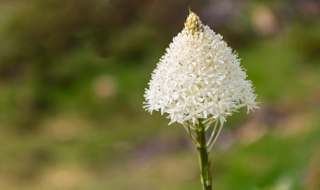 Bear grass flower in nature. Summer nature. White perennial flowering soap grass. Flower of grass...