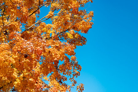 Autumn tree. Nature in fall season. Autumnal sunny day. Seasonal leaves on tree. Natural autumn...