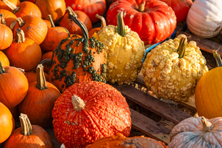 October 31. Halloween pumpkin harvest background. Happy Halloween. Pumpkin harvest in autumn. Trick...