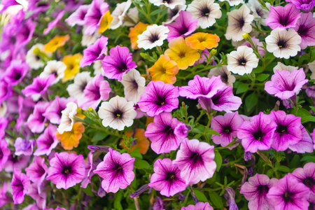 Summer nature. Vivid inflorescences of flowering plant. Flower of petunia. Flowering plant. Petunia...